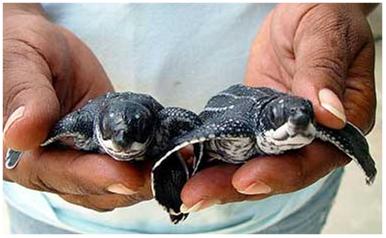 Playa Grande Turtles